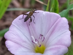Oedemera flavipes