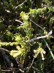 Gnidia nodiflora