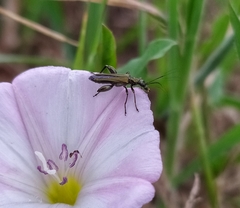 Oedemera flavipes