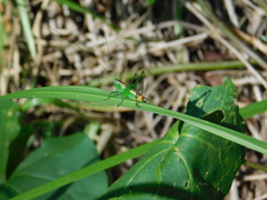 Conocephalus ochrotelus