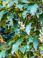 Justicia adhatodoides