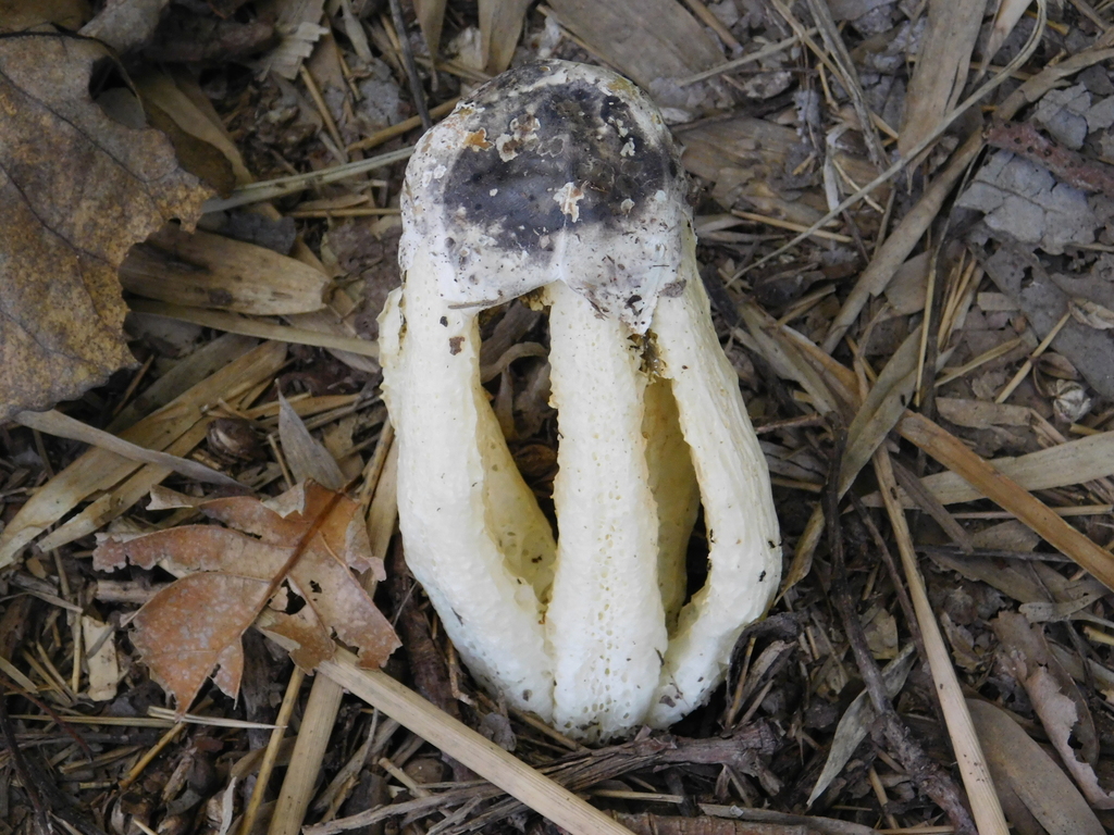 Blumenavia rhacodes