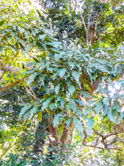 Justicia adhatodoides