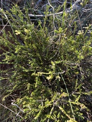 Gnidia nodiflora