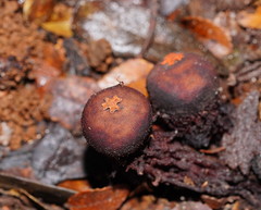 Calostoma fuscum
