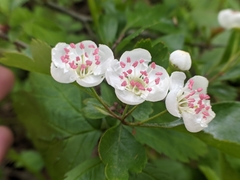 Crataegus