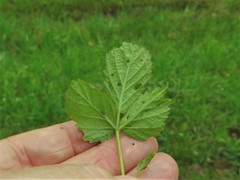 Rubus enslenii