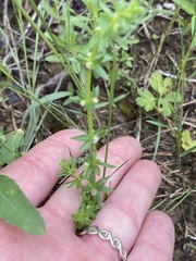 Galium virgatum