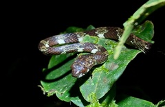 Sibon annulatus