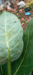 Calotropis procera image