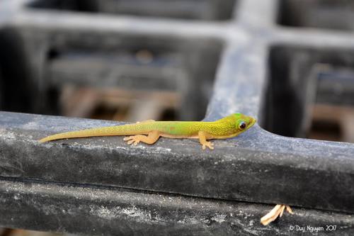 Gold Dust Day Gecko, Dufau Rd, Oxnard, CA 93033, USA, photo 7 of 10