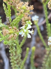 Selago ramosissima