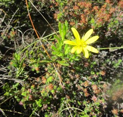 Cullumia aculeata sublanata