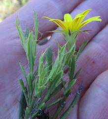 Cullumia aculeata sublanata