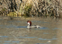 Mergellus albellus