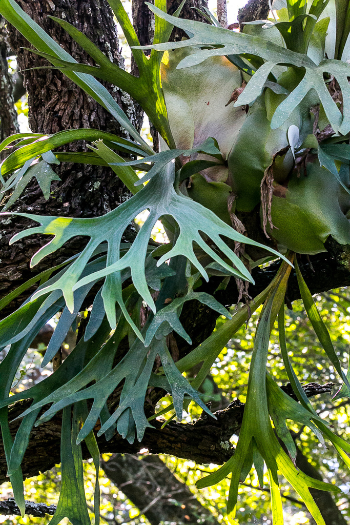 Elkhorn fern from Amanzimtoti, 4126, South Africa on May 3, 2021 at 02: ...