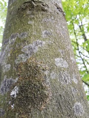 Melanohalea elegantula