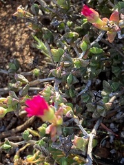 Ruschia leptocalyx