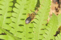 Andrena dunningi