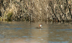 Mergellus albellus