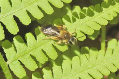 Andrena dunningi