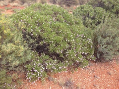Eremophila freelingii