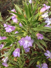 Eremophila freelingii