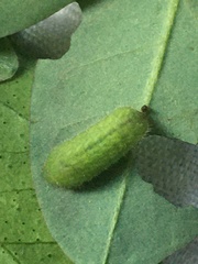 Pseudozizeeria maha maha