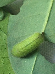 Pseudozizeeria maha maha