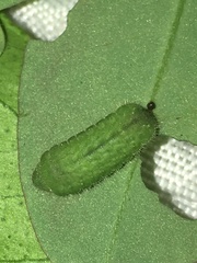 Pseudozizeeria maha maha