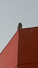 Athene cunicularia