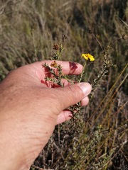 Osteospermum polygaloides