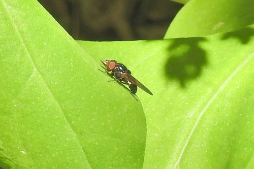 American Snout Fly photo 6