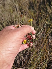 Osteospermum polygaloides