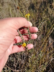 Osteospermum polygaloides