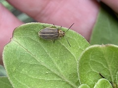 Ophraella notulata