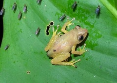 Diasporus diastema