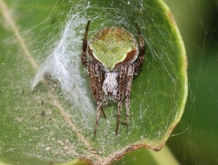 Araneus detrimentosus