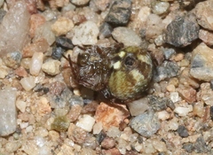 Araneus detrimentosus