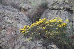 Genista verae