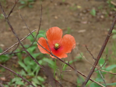 Papaver pinnatifidum