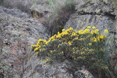 Genista verae