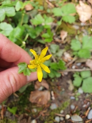 Ficaria verna