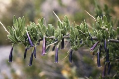 Dunalia