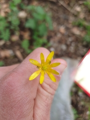 Ficaria verna