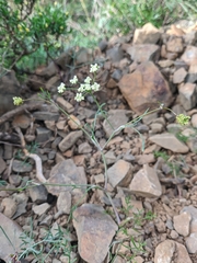 Bunium microcarpum