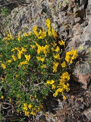 Genista verae