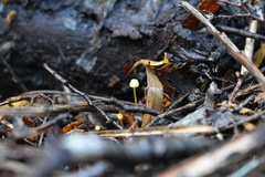 Mycena chusqueophila