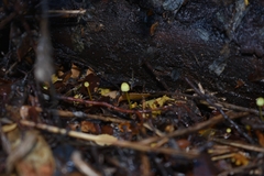 Mycena chusqueophila