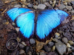 Morpho helenor peleides